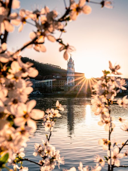 Kwitnąca przyjemność nad Dunajem, © Niederösterreich Werbung/ Christian Majcen