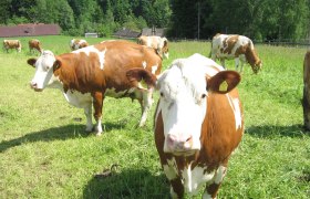 Halo! Jesteśmy ekologicznymi krowami z Waldviertel..., © Biohof Hammerschmidt