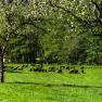 Die Schafe auf der Weide, © Einkehrhof Poggau