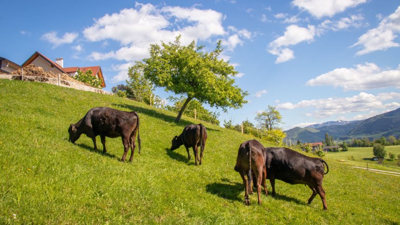 Wagyu-Rinder auf der Weide, © Friedrich Huber