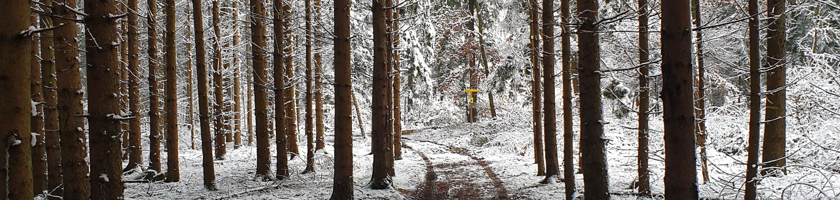 Bild Wald Winter, © Niederösterreich Werbung