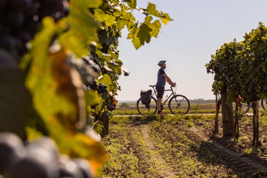 cycle into the wine spring., © Niederösterreich Werbung/Franziska Consolati
