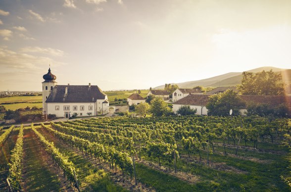 Wierny towarzysz podróży po regionie Themernregion:  wino – tutaj w Thallern, © Andreas Hofer