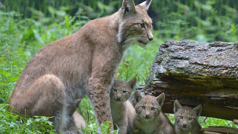 Family of lynxes, © Sylvia Pollak