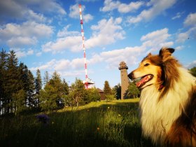 Jauerling mit Hund, © Waldviertel Tourismus